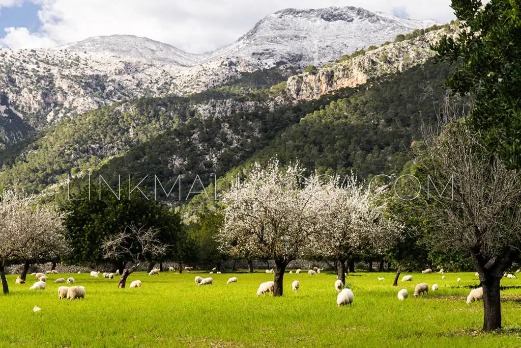 Puig de Massanella, Mallorca